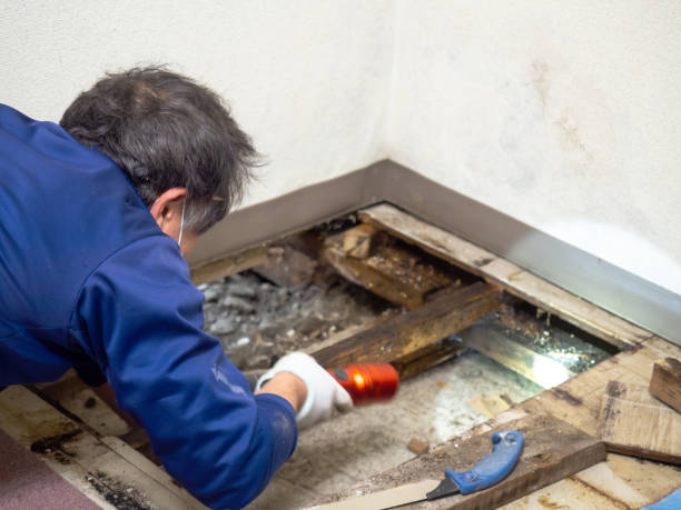 Best Affordable Mold Removal  in Silver Lakes, CA
