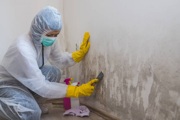 Best Mold Cleaning Services  in Silver Lakes, CA