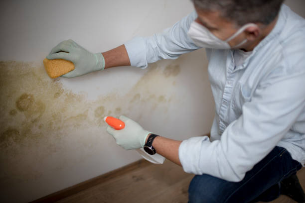 Best Crawl Space Mold Removal  in Silver Lakes, CA