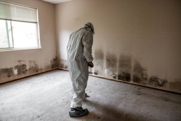 Best Mold Damage Repair  in Silver Lakes, CA