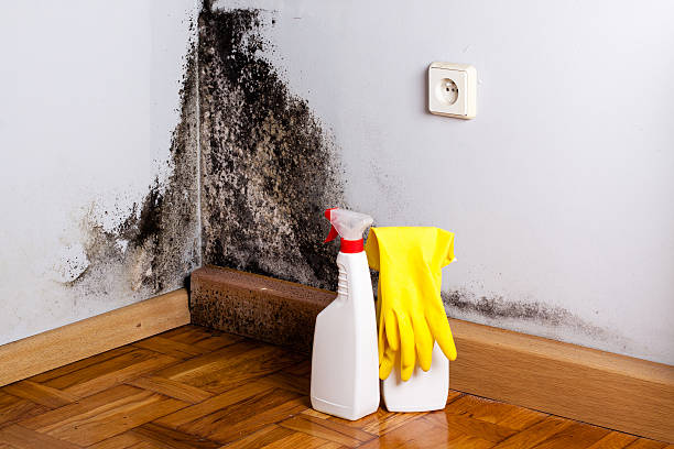  Silver Lakes, CA Mold Removal Pros