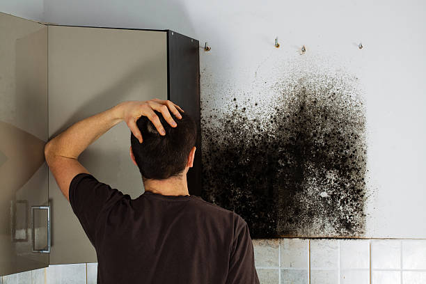 Best Professional Mold Removal  in Silver Lakes, CA