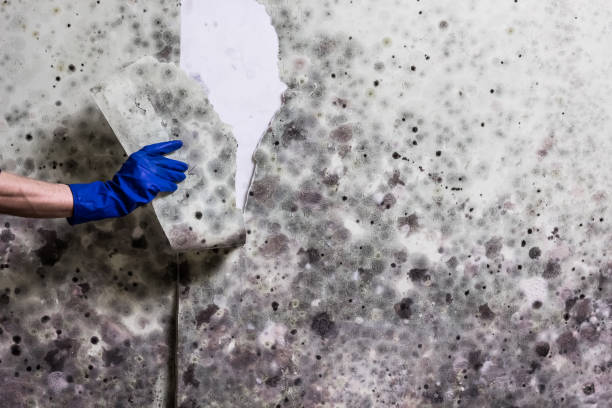 Best Mold Cleaning Services  in Silver Lakes, CA